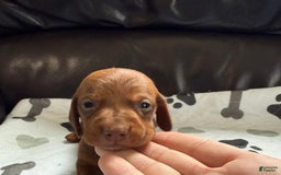 Miniature Dachshund dogs for sale: Otto - Image 1