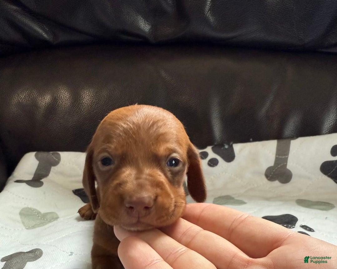 Miniature Dachshund dogs for sale: Otto - Image 1
