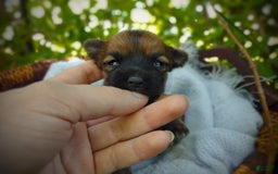 Morkie dogs for sale: Rare Gold Sable Firefly - Image 13