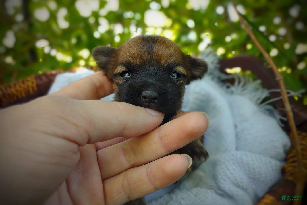Morkie dogs for sale: Rare Gold Sable Firefly - Image 13