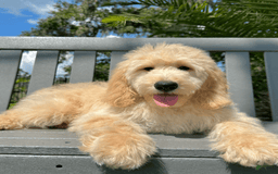 Goldendoodle dogs for sale: Brooklyn ❤️ - Image 2