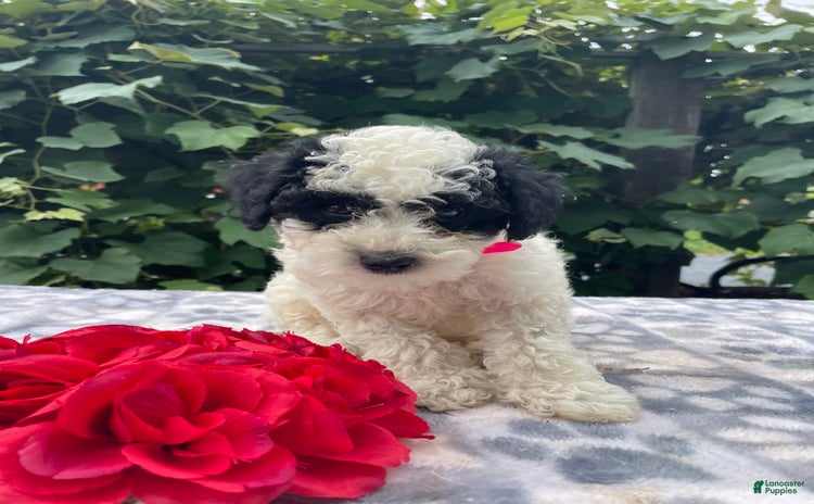 Toy Poodle dogs for sale - Ad 5