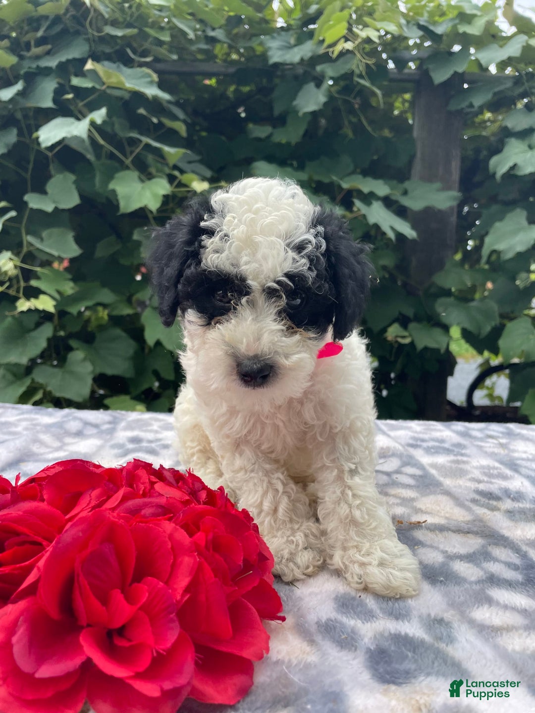 Toy Poodle dogs for sale: Chip - Image 1