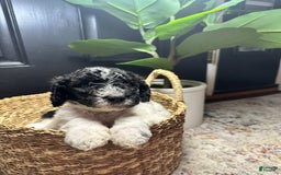 Standard Poodle dogs for sale: Georgie - Image 1