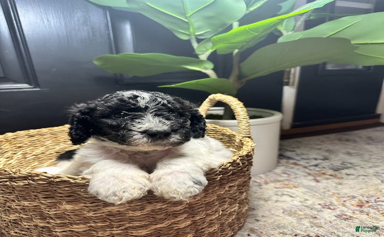 Standard Poodle dogs for sale - Ad 2