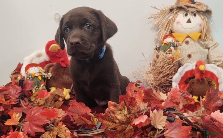Labrador Retriever dogs for sale - Ad 3