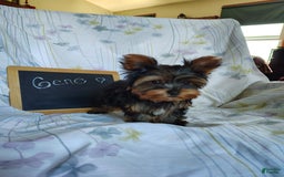 Yorkshire Terrier dogs for sale: Gene - Image 2