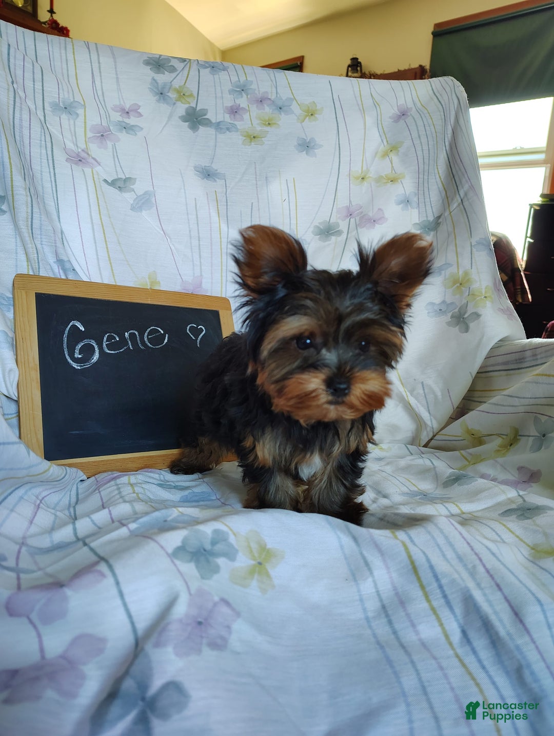 Yorkshire Terrier dogs for sale: Gene - Image 2
