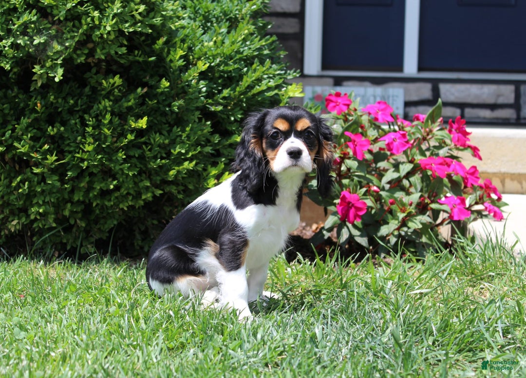 Cavalier King Charles Spaniel dogs for sale: Missy - Image 17