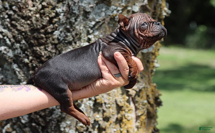 Shar Pei dogs for sale - Ad 4