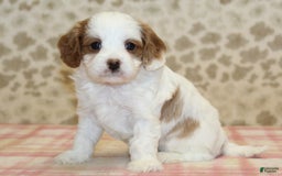 Cavapoo dogs for sale: Skip - Image 1