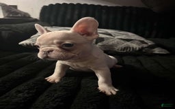 French Bulldog dogs for sale: Khaleesi - Image 3