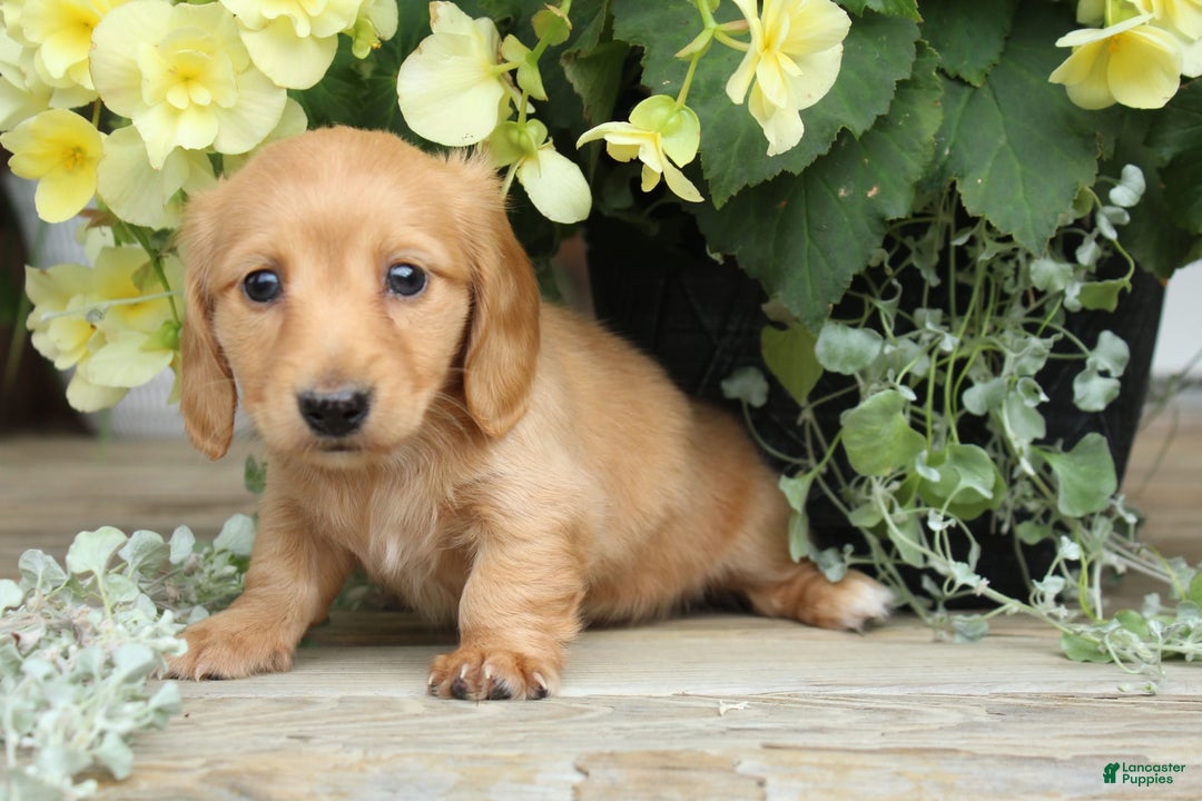 Miniature Dachshund dogs for sale: Miniature Dachshund 4 puppies - Image 5