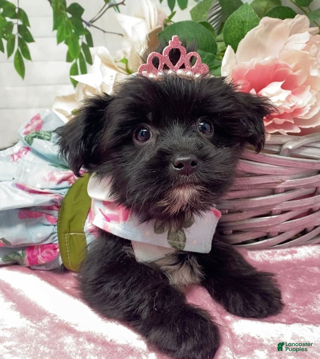 Shorkie dogs for sale: Little Mercedes - Image 6