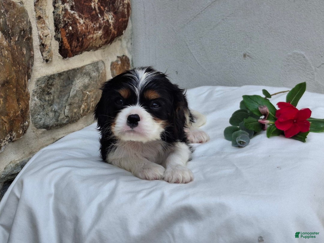 Cavalier King Charles Spaniel dogs for sale: Snickers - Image 5