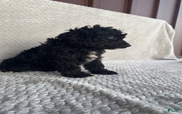 Mini Aussiedoodle dogs for sale: Hugo - Image 8