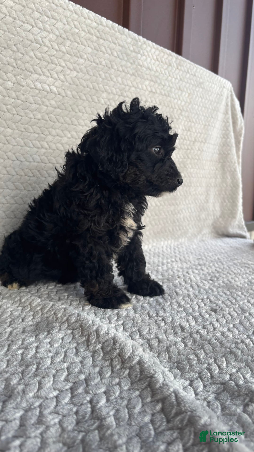 Mini Aussiedoodle dogs for sale: Hugo - Image 8