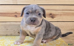 American Bully dogs for sale: Valor - Image 2