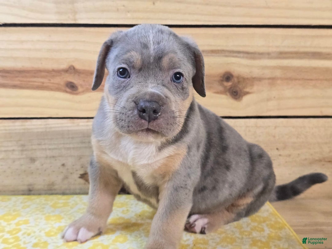 American Bully dogs for sale: Valor - Image 2