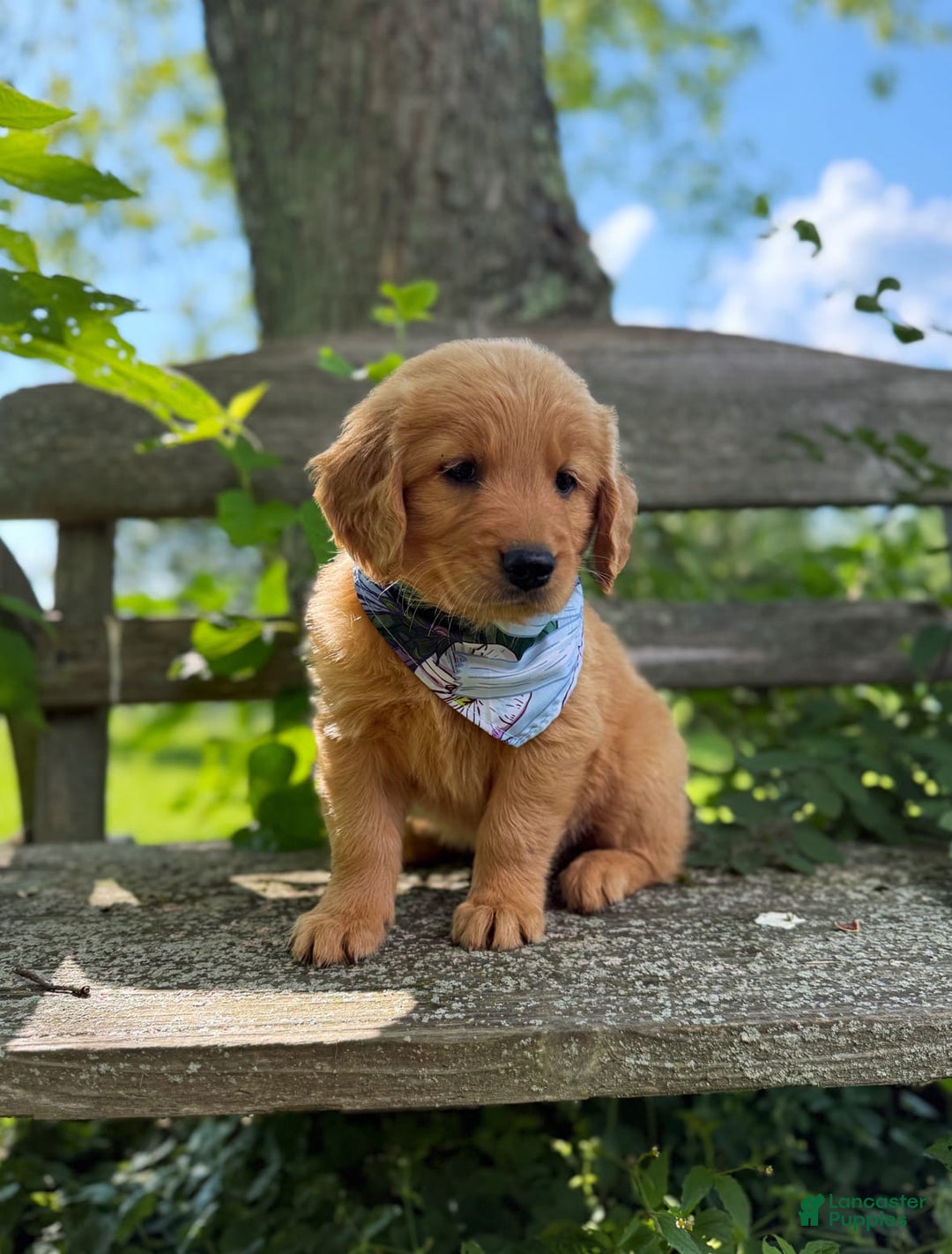 Golden Retriever dogs for sale: Spruce - Image 6
