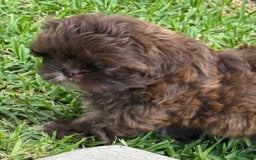 Shih Tzu dogs for sale: Kaylee - Image 2