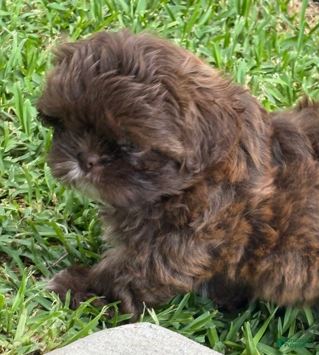 Shih Tzu dogs for sale: Kaylee - Image 2