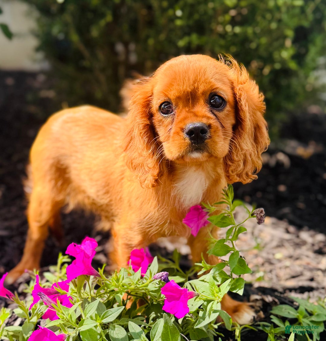 Cavalier King Charles Spaniel dogs for sale: Rose - Image 8