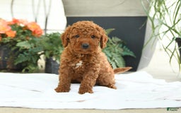 Mini Goldendoodle dogs for sale: Goose - Image 12