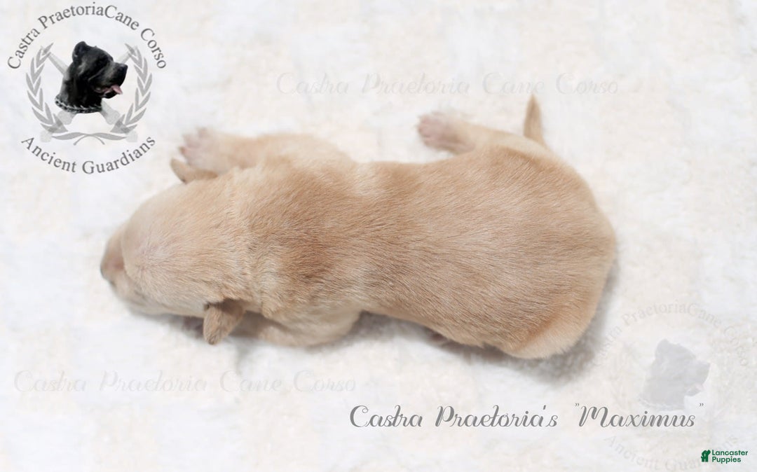 Cane Corso dogs for sale: "maximus" - Image 5
