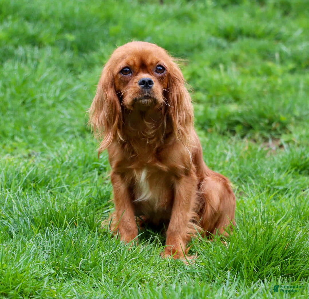 Cavapoo dogs for sale: Jude - Image 14