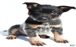 Australian Cattle Dog dogs for sale: Cowgirl - Image 8