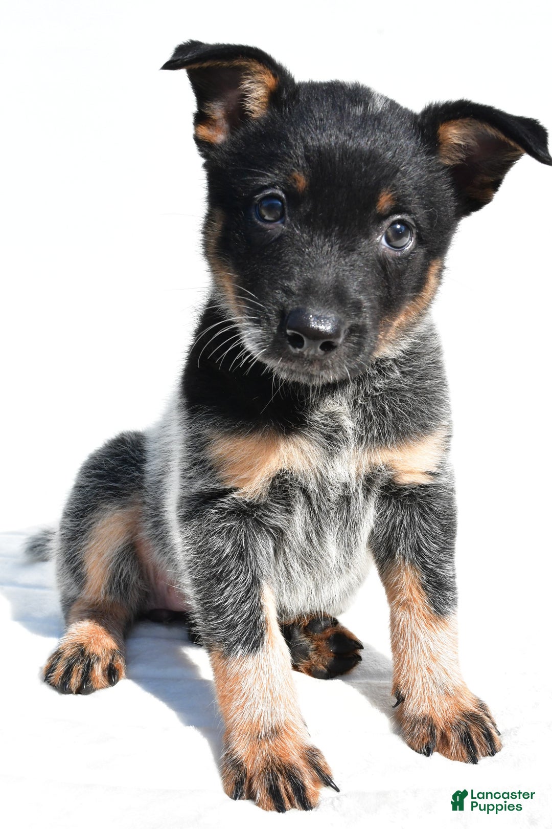 Australian Cattle Dog dogs for sale: Cowgirl - Image 8