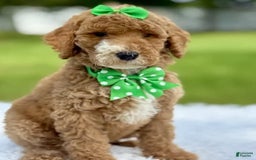 Goldendoodle dogs for sale: Dream - Image 2