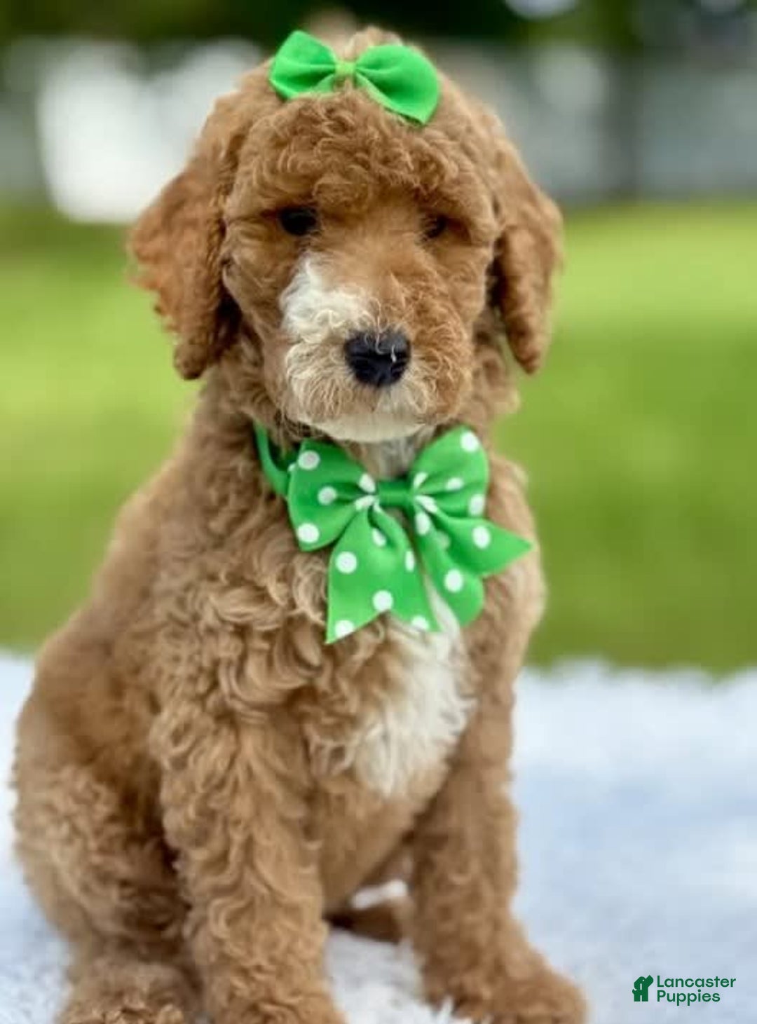 Goldendoodle dogs for sale: Dream - Image 2