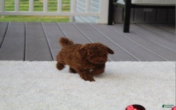Toy Poodle dogs for sale: Elri - Image 13