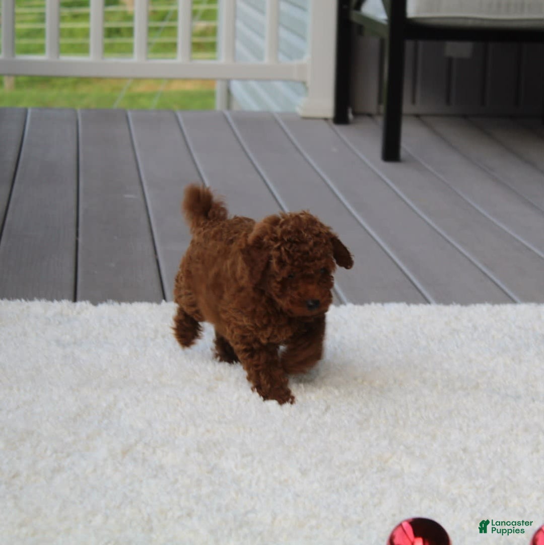 Toy Poodle dogs for sale: Elri - Image 13