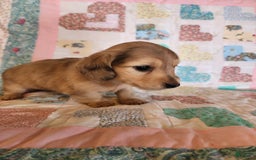 Miniature Dachshund dogs for sale: Chip - Image 2