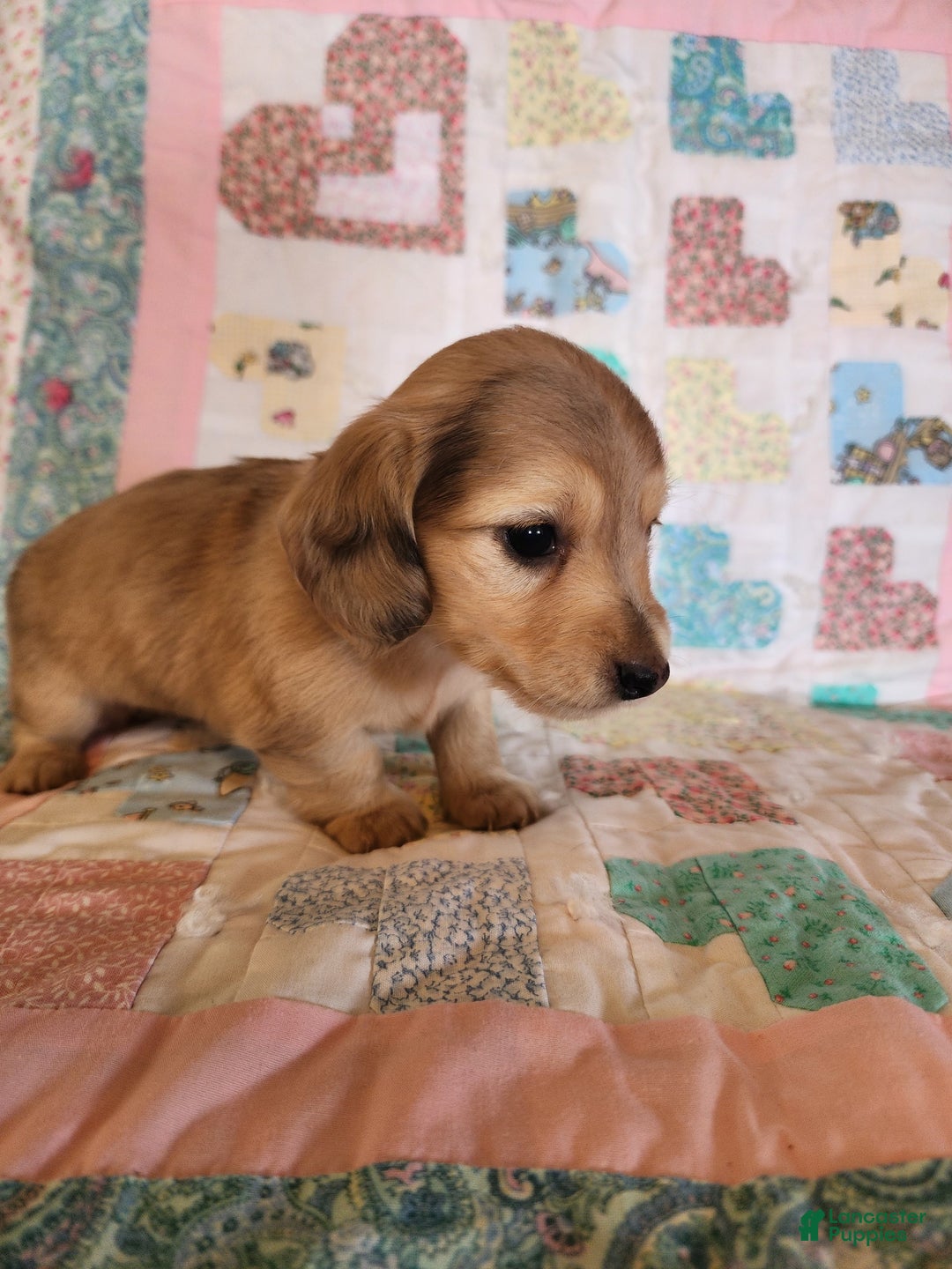 Miniature Dachshund dogs for sale: Chip - Image 2