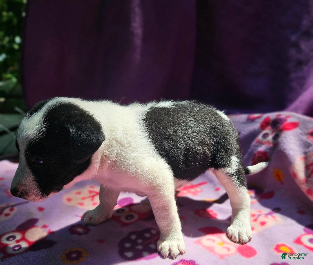 Border Collie dogs for sale: Dolly - Image 4