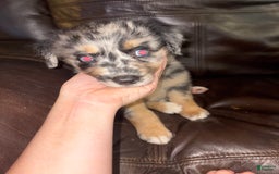 Border Collie dogs for sale: Runt - Image 1