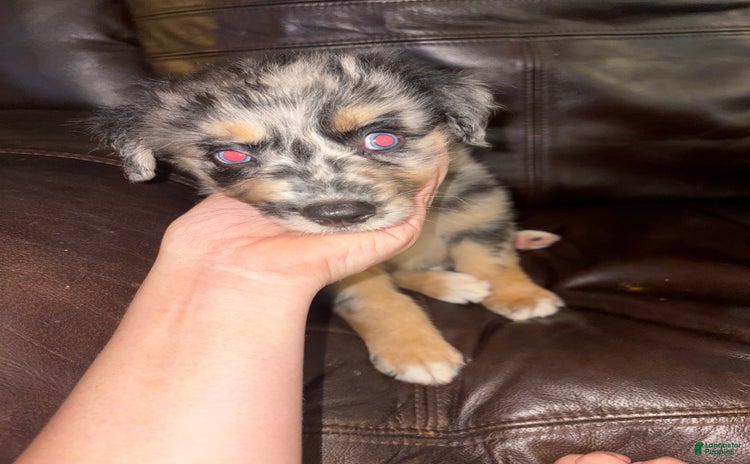 Border Collie dogs for sale - Ad 5