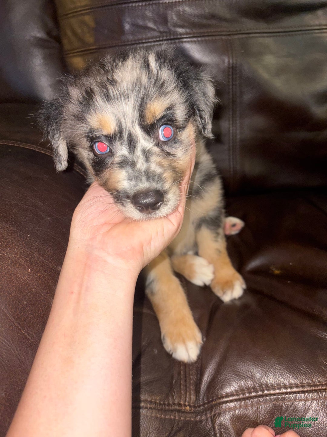 Border Collie dogs for sale: Runt - Image 1