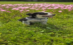 Australian Shepherd dogs for sale: Jose - Image 1