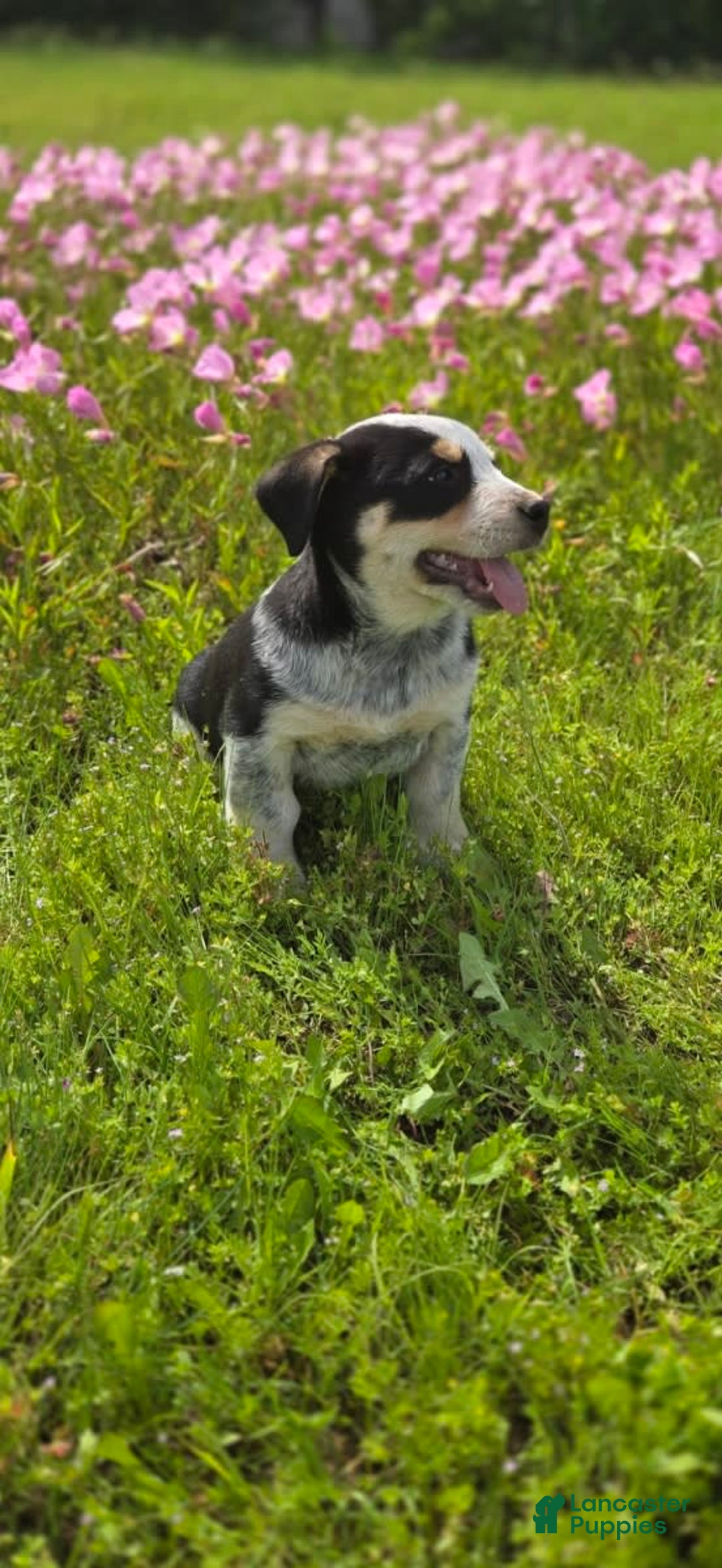 Australian Shepherd dogs for sale: Jose - Image 1