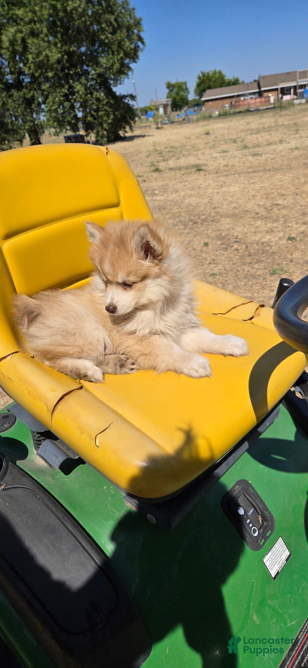 Pomsky dogs for sale: Sweetie Pie - Image 4