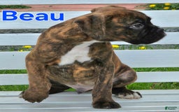 Boxer dogs for sale: Beautiful European Health Tested Parents - Listing for pets: Beautiful European Health Tested Parents, Brady European Boxer health tested, Cream De Coco, Lilly European - Image 10