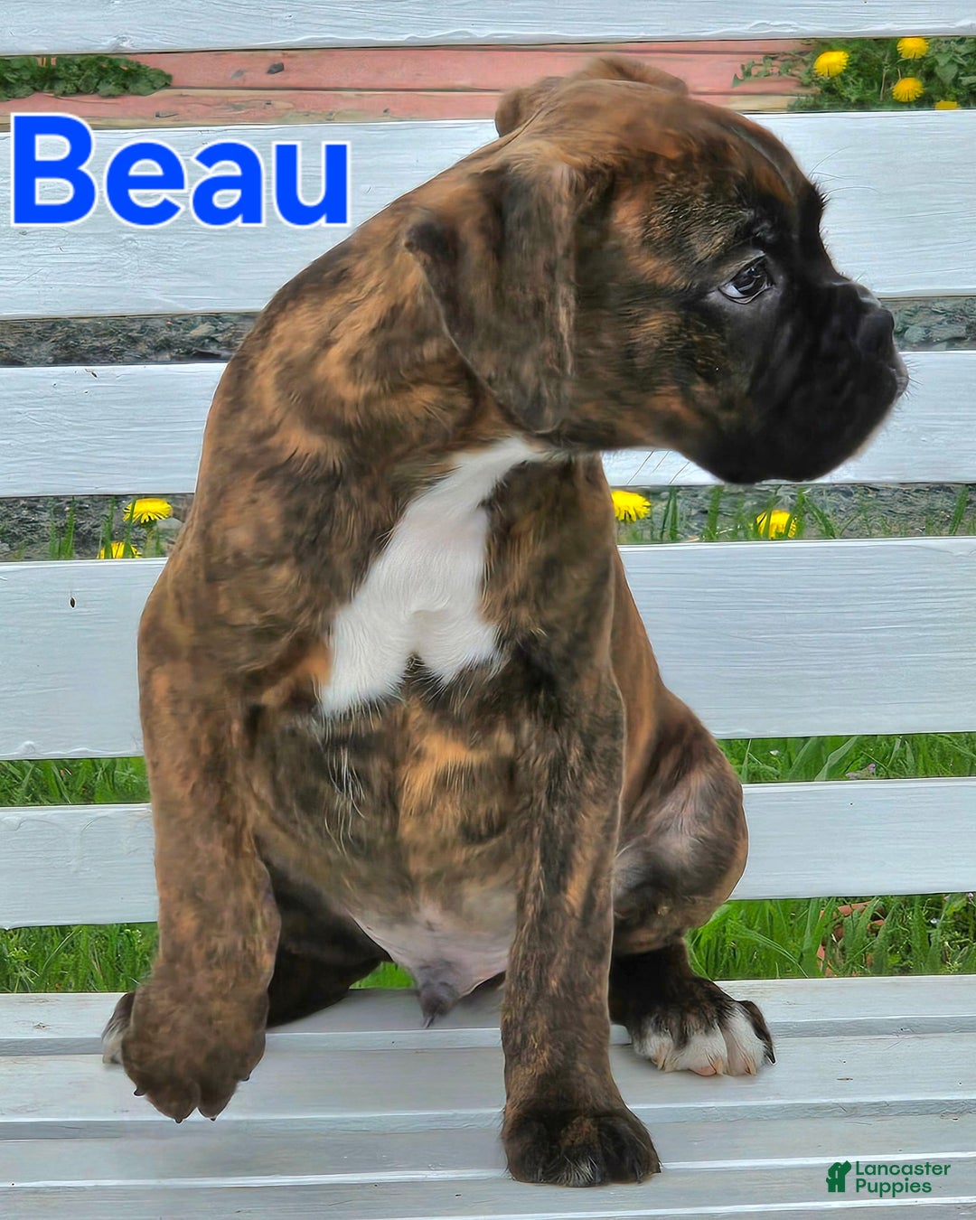Boxer dogs for sale: Beautiful European Health Tested Parents - Listing for pets: Beautiful European Health Tested Parents, Brady European Boxer health tested, Cream De Coco, Lilly European - Image 10