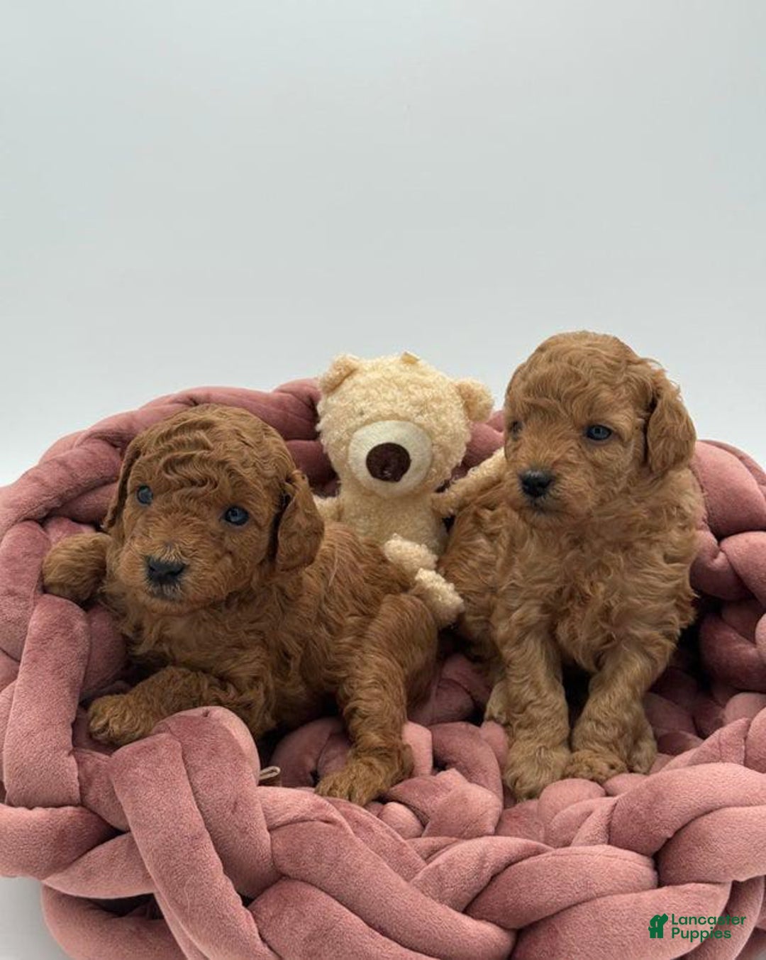 Toy Poodle dogs for sale: Bruno - Image 6