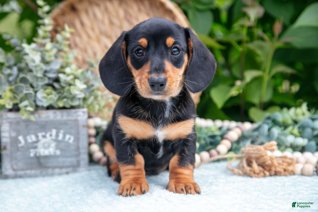 Miniature Dachshund dogs for sale: Onyx - Image 2