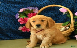 Golden Retriever dogs for sale: Ludwig - Listing for pets: Lilly, Linda, Lizzy, Lex, Ludwig - Image 3